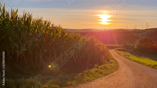 A path winds through a vast green corn beneath a colorful sunset sky.