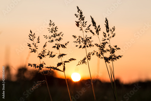 Konstfotografi Arbusti in controluce al tramonto