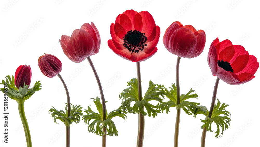 Fototapeta premium Row of Red Anemone Flowers with Green Stems and Foliage