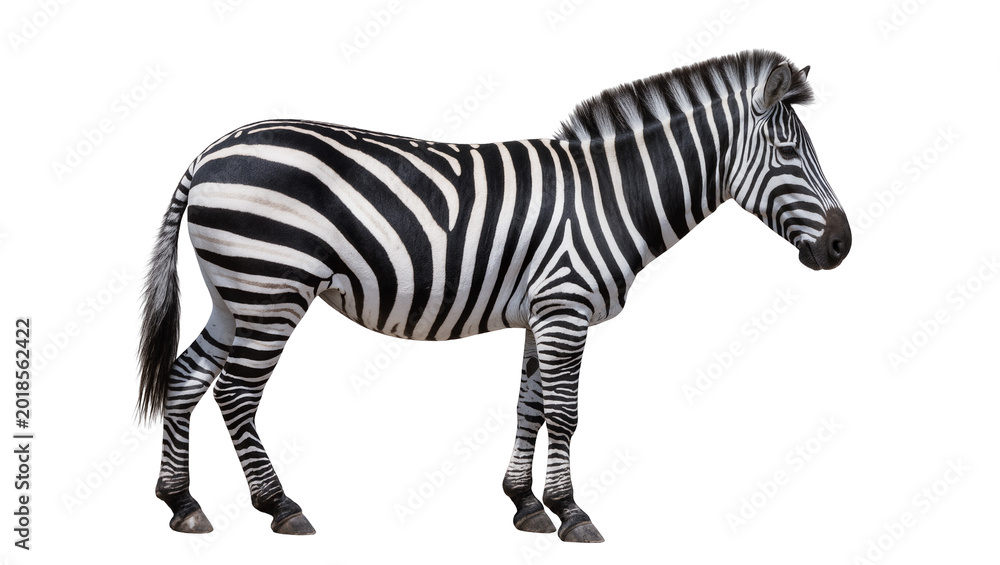 Fototapeta premium Striped Zebra Standing Profile View with Black and White Markings