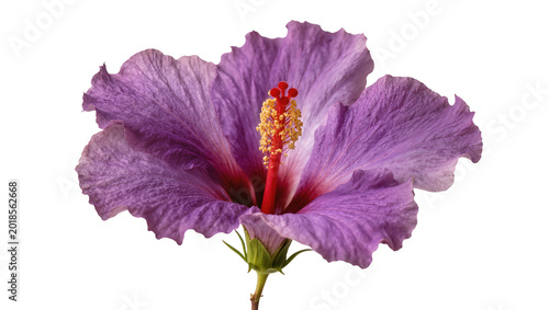 Deep purple Hibiscus flower with vibrant red stamen and green stem