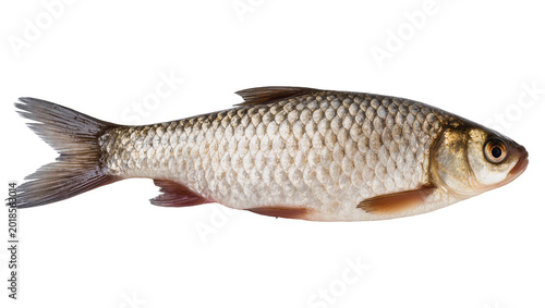 Billede på lærred Silver freshwater fish with golden fins and dark spots