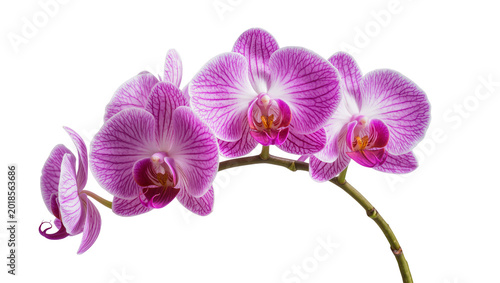 Vibrant Purple Striped Orchid Branch with Delicate Blossoms