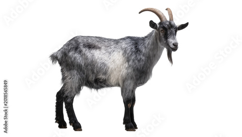 Tablou pe pânză Gray patterned male goat with curved horns standing sideways