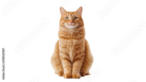 Fotografía Ginger tabby cat sitting attentively with focused gaze