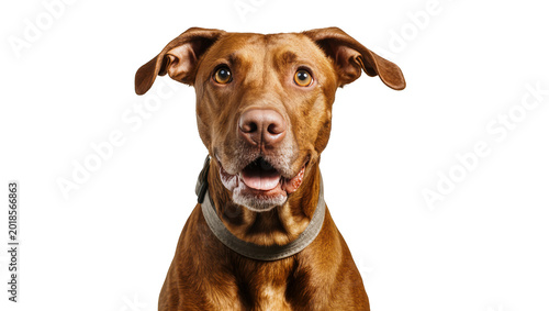 Photos Reddish Brown Pitbull Dog with Grey Collar Looking Upward