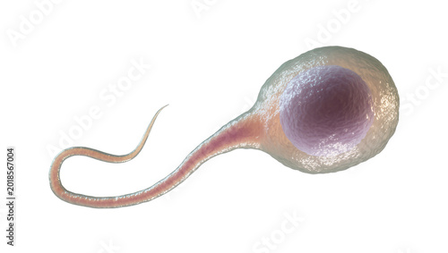 Bild auf Leinwand Detailed Human Sperm Cell Anatomy with Head and Tail