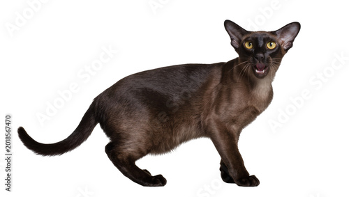 Schilderij op canvas Dark brown Oriental Shorthair Cat Standing and Gazing Upward