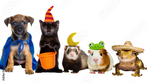 Obraz na płótnie Brown puppy black kitten guinea pigs gecko frog, and crescent moon