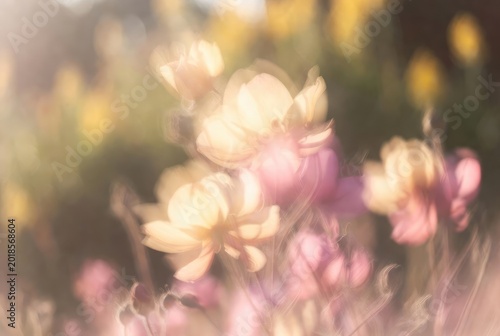 Dreamy Pink Cosmos Flowers in Golden Sunlight with Bokeh. Dreamy Flower Meadow.