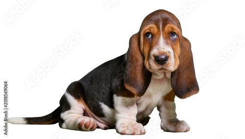 Photos Tri-color Basset Hound Puppy Sitting and Looking to Side