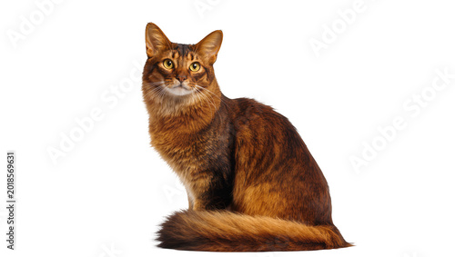 Φωτογραφία Brown tabby cat sitting with fluffy tail and attentive gaze