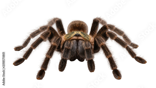 Photos Hairy brown Tarantula spider with eight legs facing forward