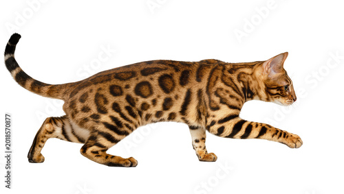 Foto Spotted Bengal Cat Walking Sideways with Long Tail