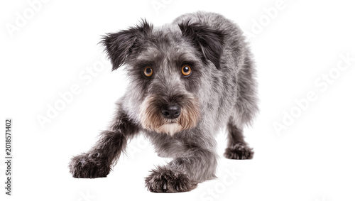 Canvastavla Gray scruffy Terrier dog walking towards viewer with alert expression