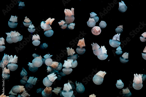 Numerous Small Jellyfish Floating In Dark Water Underwater Marine Life Scene