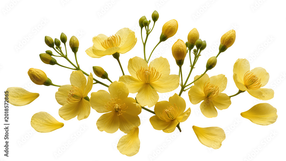 Fototapeta premium Vibrant Yellow Buttercup Blossoms and Green Stems Sprigs