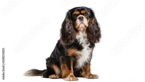 Foto Tricolor Cavalier King Charles Spaniel Dog Sitting Portrait