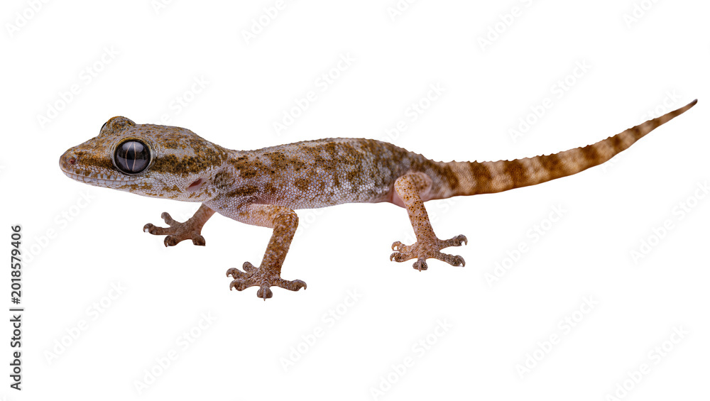 Naklejka premium Brown speckled Gecko with large eye and long tail