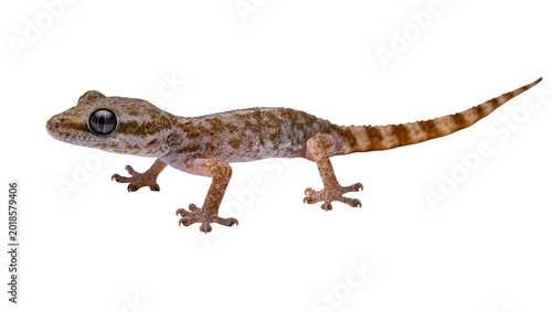 Foto Brown speckled Gecko with large eye and long tail