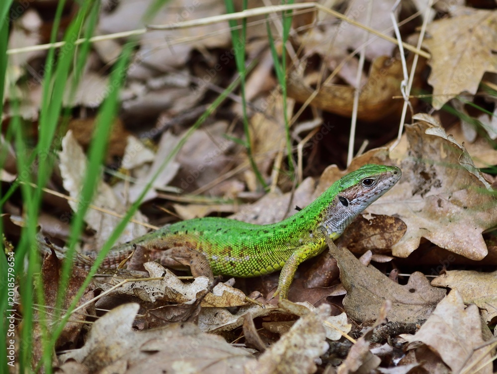 Fototapeta premium Östliche Smaragdeidechse (Lacerta viridis) Weibchen im Nationalpark Thayatal