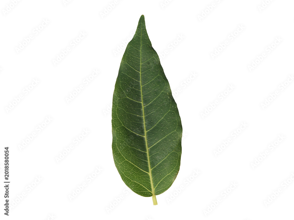 Obraz premium Natural Botanical Green Leaf Isolated Transparent PNG