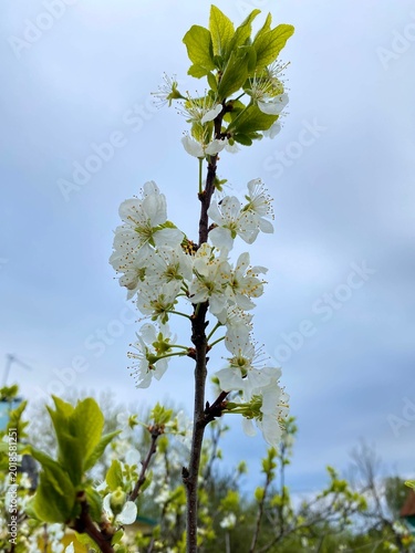 Elegant blossoms set against sky create soothing interior atmosphere