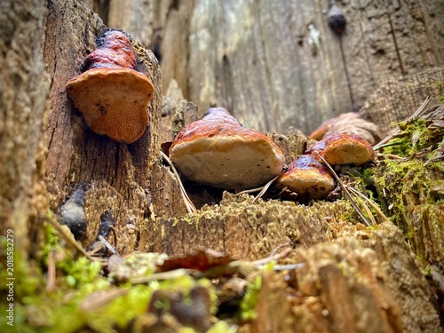 Artistic Photograph Capturing Intricate Patterns And Color Contrasts Of Polypore Fungi On Decayed Wood