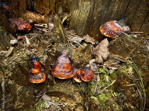 Orange Fungi Decorate Mossy Terrain. Closeup Of Mushrooms Growing On Damp Moss And Fallen Leaves