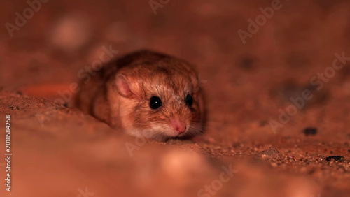 Obraz na płótnie Fat Sand Rat Psammomys obesus Peering from Burrow Entrance in Saharan Desert San