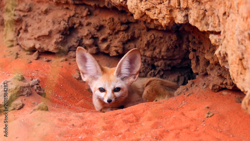 Photos Fennec Fox Peering from Rocky Desert Den, Large Ears Alert, Sahara Desert North