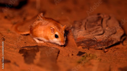 Photos Lesser Egyptian Jerboa Small Desert Rodent on Red Saharan Sand and Rock, Algeria