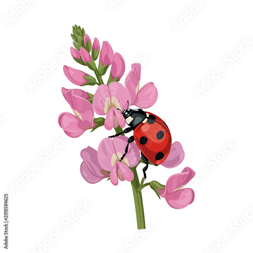 Red ladybug perched on blooming pink flowers against white background