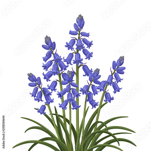 Bluebell flowers with green leaves on white background