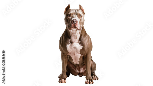 Fotografija Muscular Brown American Pit Bull Terrier Dog Sitting