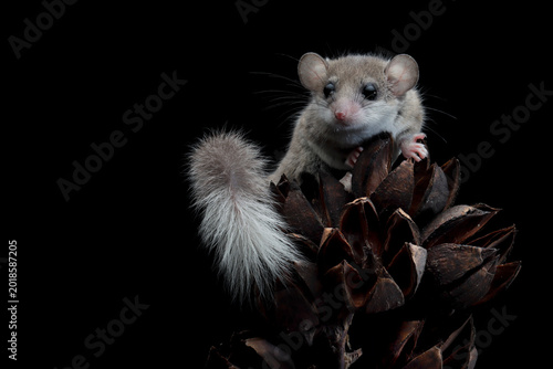 Adorable African pygmy dormice on dry bud, Close-up African pygmy dormice isolated on black background