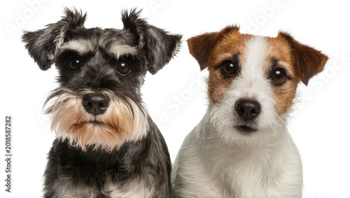Schilderij op canvas Black Miniature Schnauzer and White Jack Russell Terrier Dog Duo