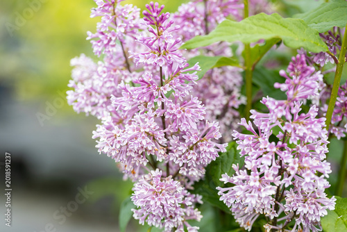 Tableau sur toile Blooming Syringa x prestoniae Minuet with pink flowers and blurred background in spring garden