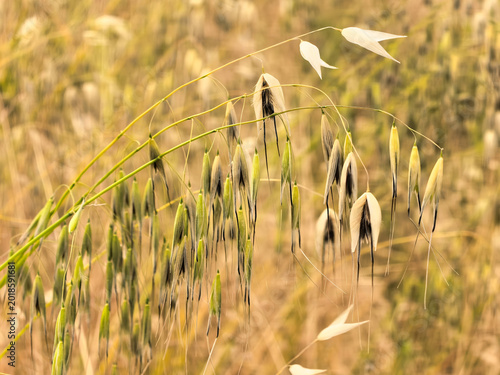 Fotografía Wild oat (Avena fatua) plant in a field at sunset