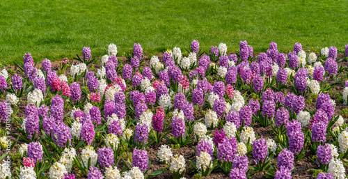 Foto Hyacinth flowers