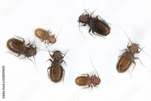 Fotografía Granary Book Louse, Lepinotus patruelis
