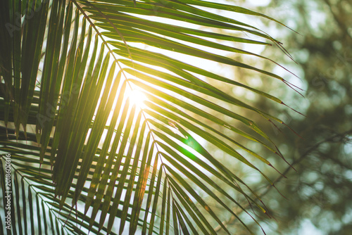 Bright golden sunlight shining through tropical palm leaves at a beach garden during a fresh summer morning. Beautiful lens flare and natural bokeh background for a peaceful, refreshing atmosphere.