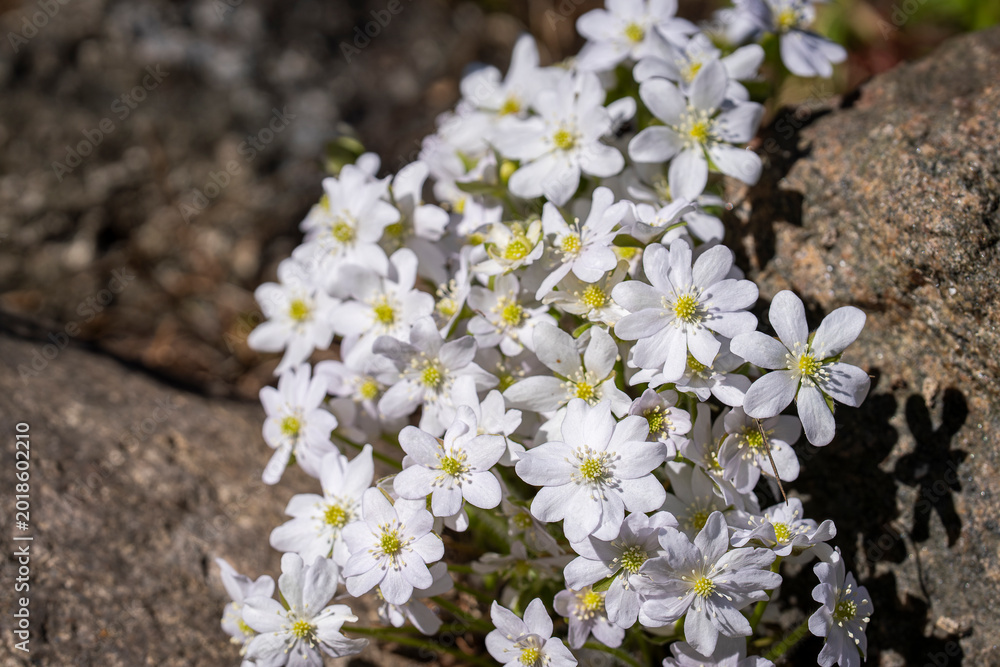 Obraz premium Nestled between warm stones, the tiny white hepatica flowers quietly awaken. Close-up of white liverleaf (Hepatica nobilis) wildflowers blooming among sunlit rocks in early spring. 