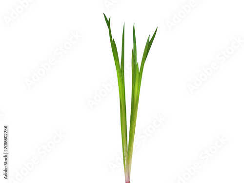 Fotografie Acorus calamus or sweet flag plant isolated on a white background