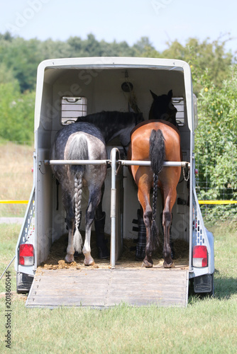  High-detail photo of two majestic young racehorses with shiny coats standing calmly inside a luxury horse transport truck.