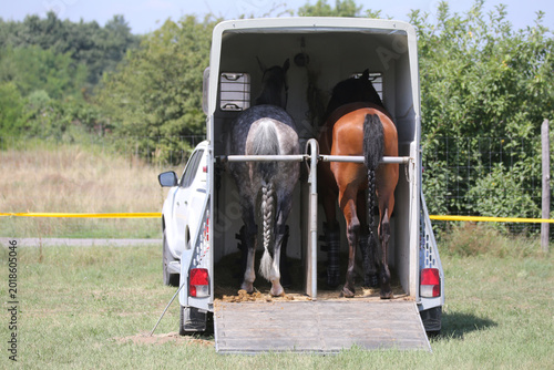  High-detail photo of two majestic young racehorses with shiny coats standing calmly inside a luxury horse transport truck.