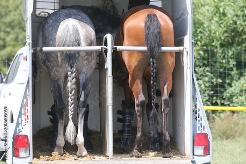 Fotografie High-detail photo of two majestic young racehorses with shiny coats standing calmly inside a luxury horse transport truck