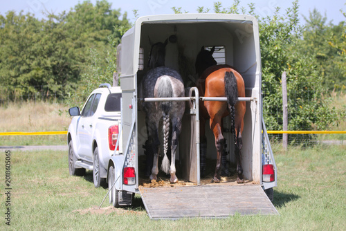  High-detail photo of two majestic young racehorses with shiny coats standing calmly inside a luxury horse transport truck.