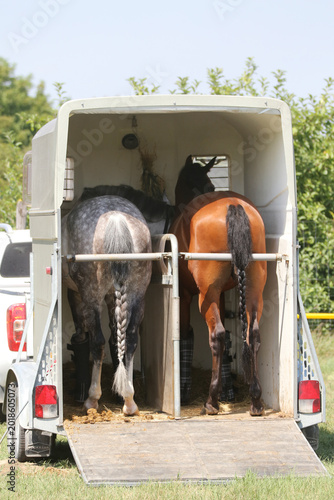  High-detail photo of two majestic young racehorses with shiny coats standing calmly inside a luxury horse transport truck.