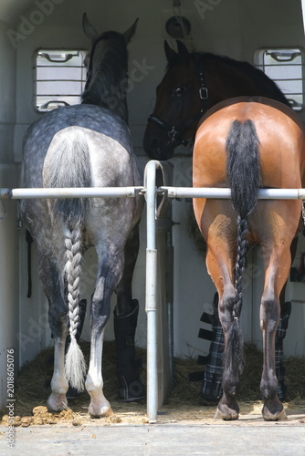  High-detail photo of two majestic young racehorses with shiny coats standing calmly inside a luxury horse transport truck.